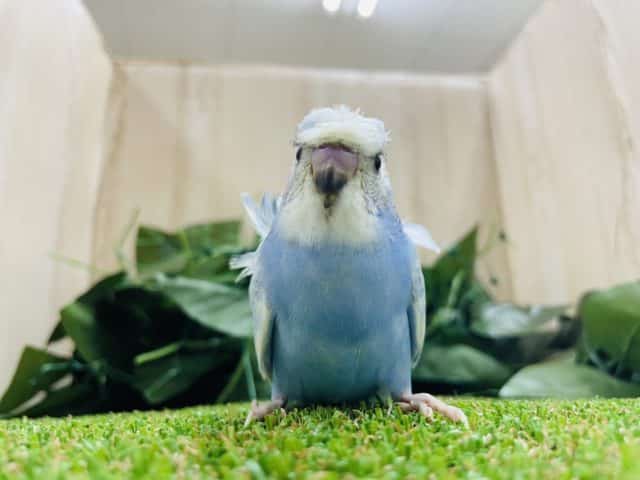 羽衣セキセイインコ