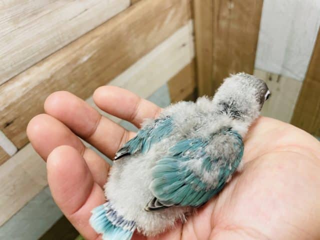 ブルーボタンインコ