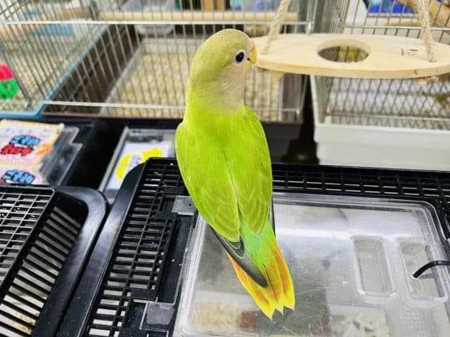 コザクラインコ（小桜インコ）