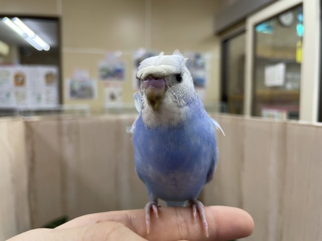羽衣セキセイインコ