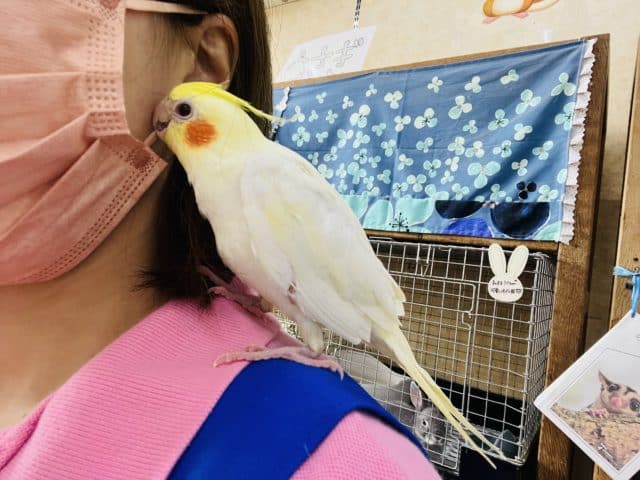 オカメインコ