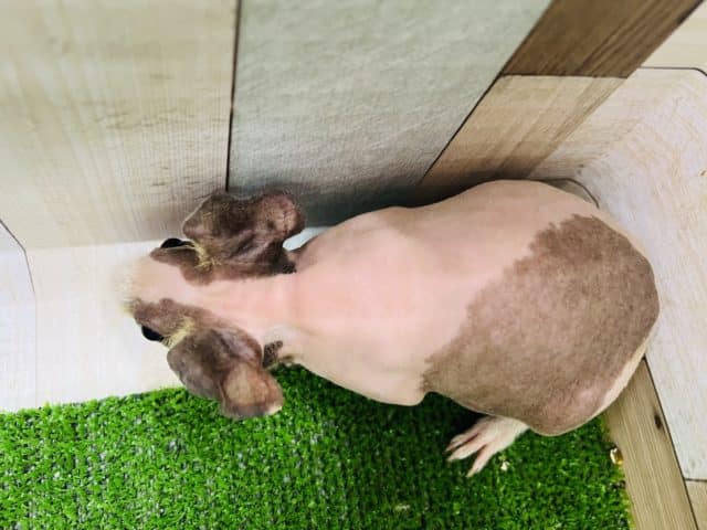 スキニーギニアピッグ