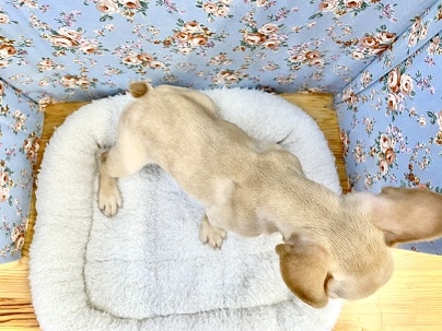 フレンチブルドッグ