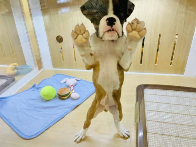 初入舎の構ってよボーイ♥ボクサーくん! ボクサー