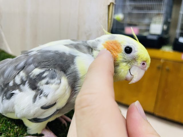 オカメインコ