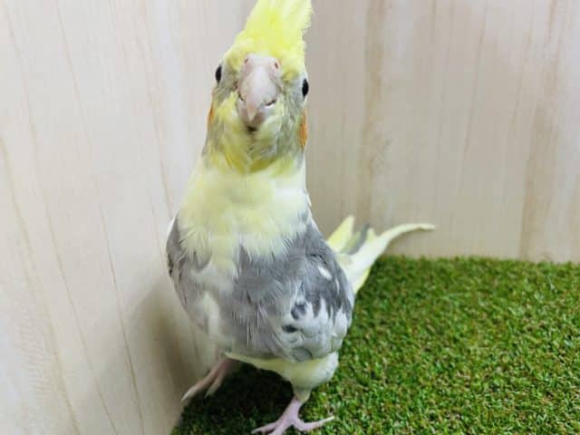 オカメインコ