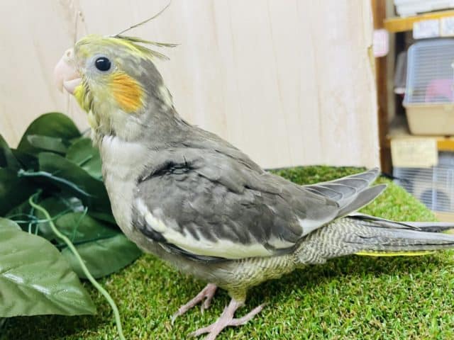 オカメインコ