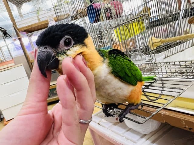 ズグロシロハラインコ