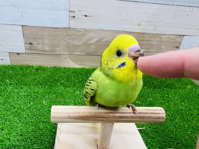 セキセイインコ