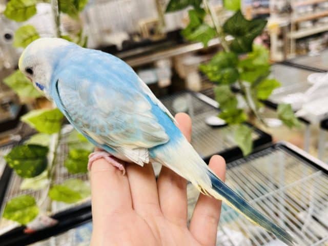 セキセイインコ
