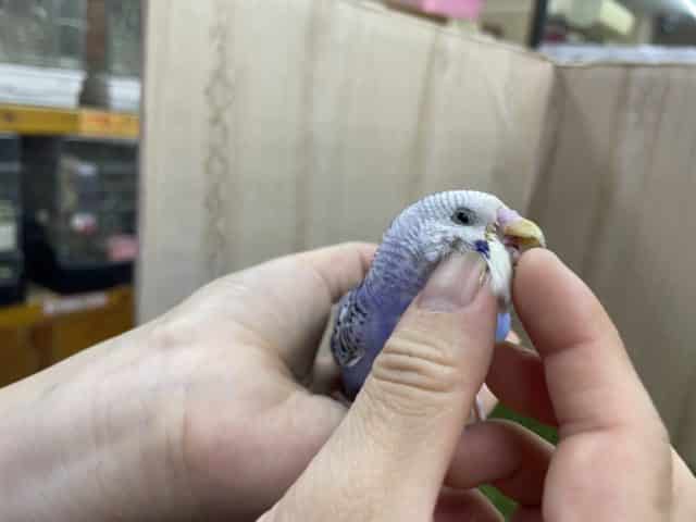 セキセイインコ