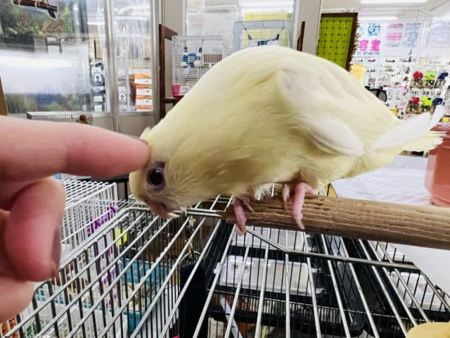 サザナミインコ