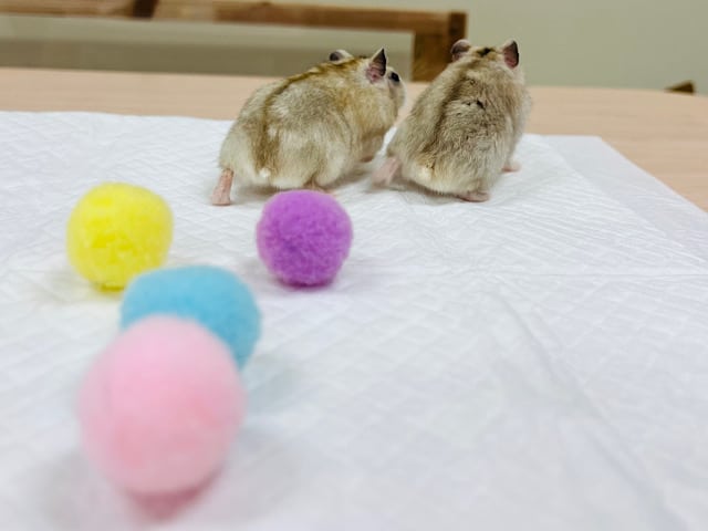 ドワーフハムスターの1種