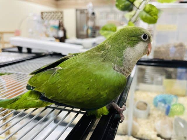 オキナインコ