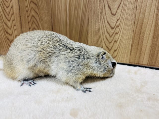 リチャードソンジリス