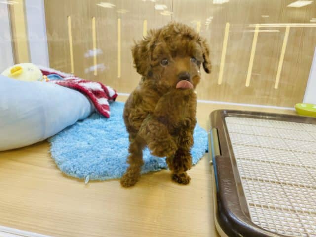 トイプードル