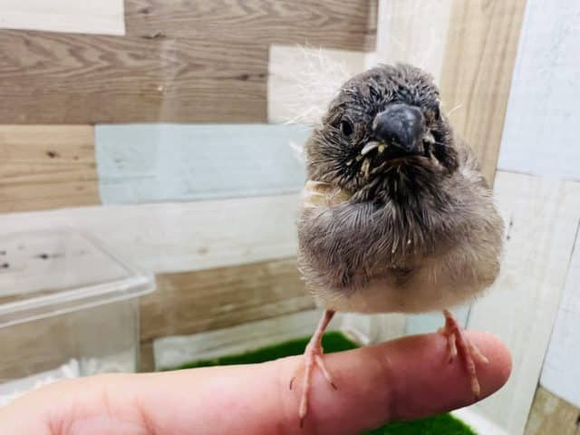 錦花鳥（キンカチョウ）