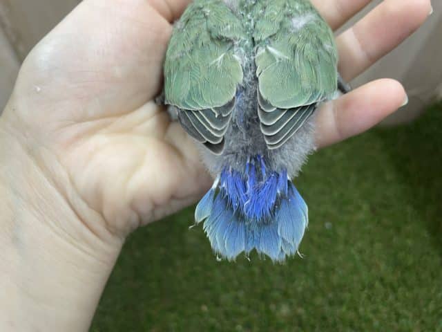 コザクラインコ（小桜インコ）
