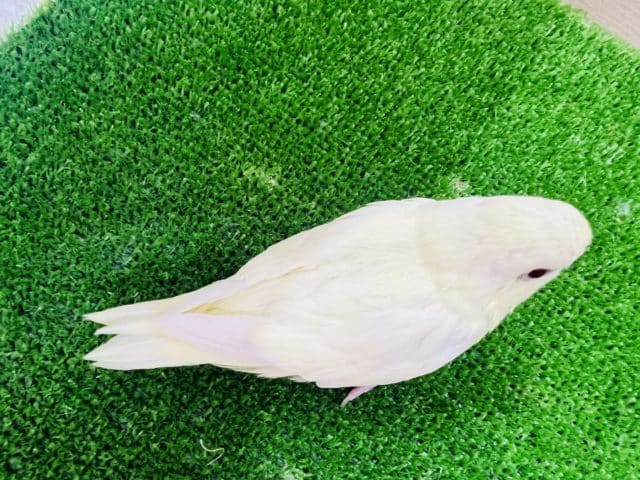 サザナミインコ