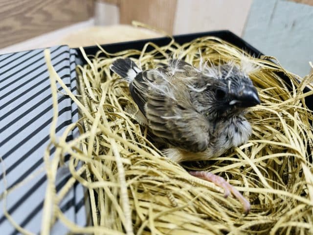 錦花鳥（キンカチョウ）