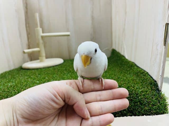 コザクラインコ（小桜インコ）