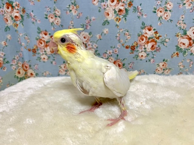 オカメインコ
