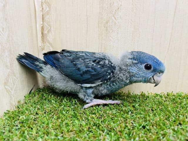 サザナミインコ