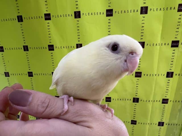 サザナミインコ