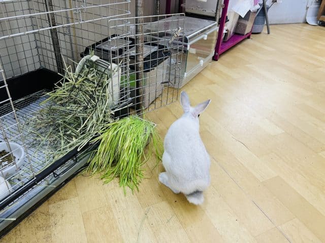 ネザーランドドワーフ