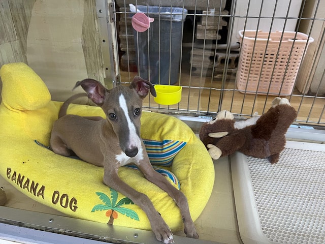 イタリアングレーハウンド