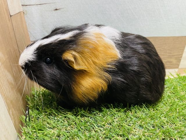 シェルティモルモット