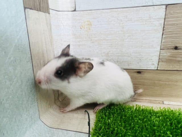 ゴールデンハムスター