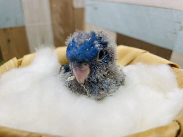 サザナミインコ