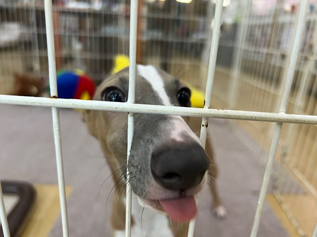 イタリアングレーハウンド