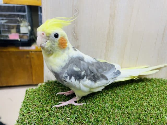 オカメインコ