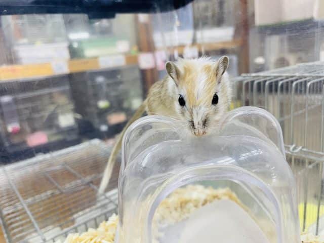 カラージャービル（スナネズミ）