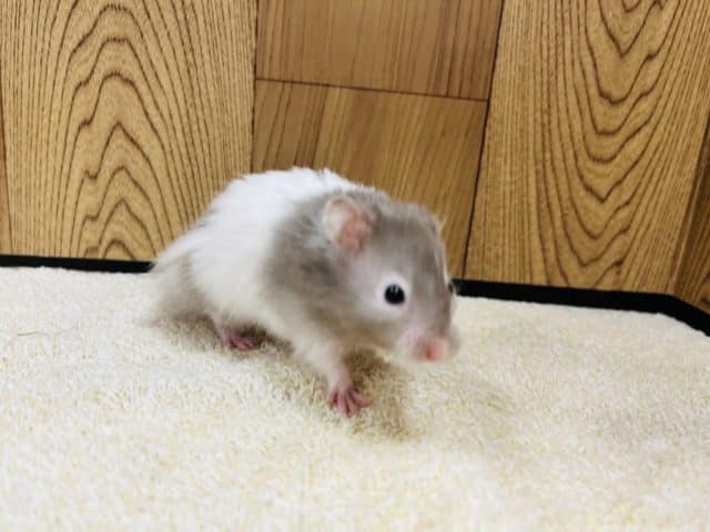 ゴールデンハムスター