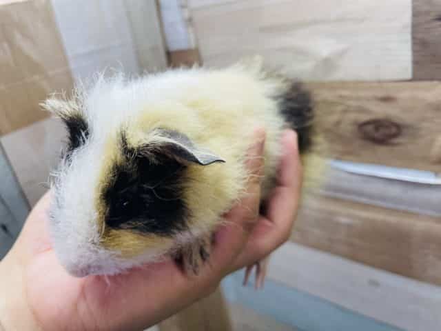 テッセルモルモット