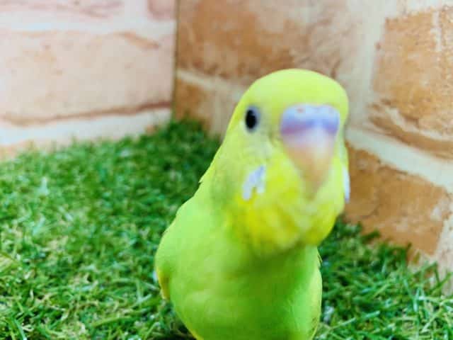 セキセイインコ