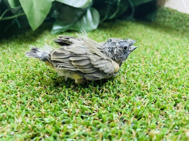 錦花鳥（キンカチョウ）