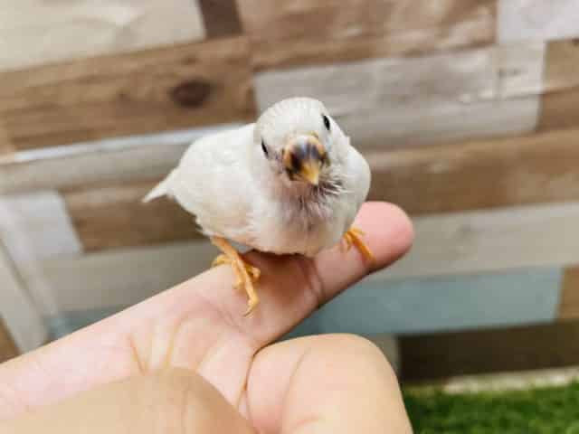 錦花鳥（キンカチョウ）