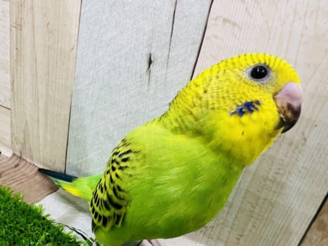 セキセイインコ