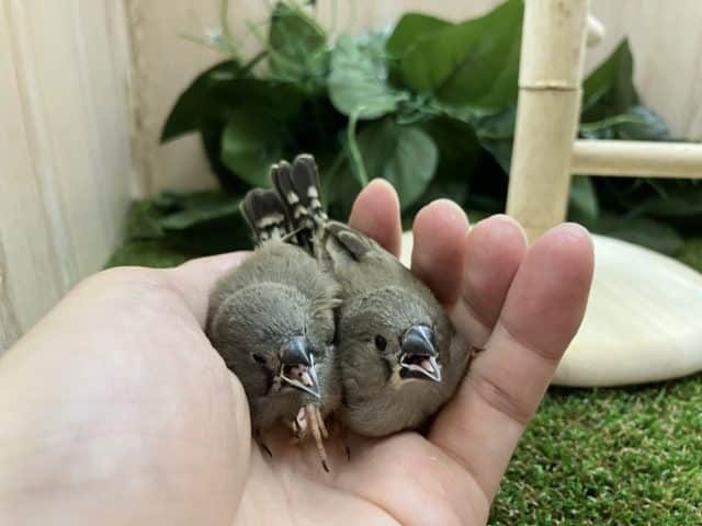 錦花鳥（キンカチョウ）