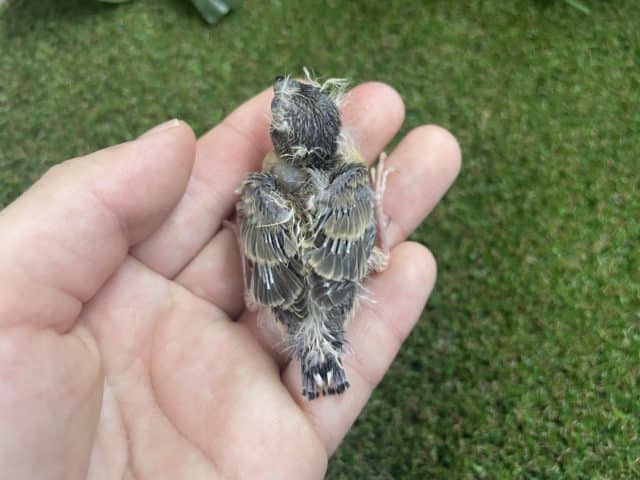 錦花鳥（キンカチョウ）