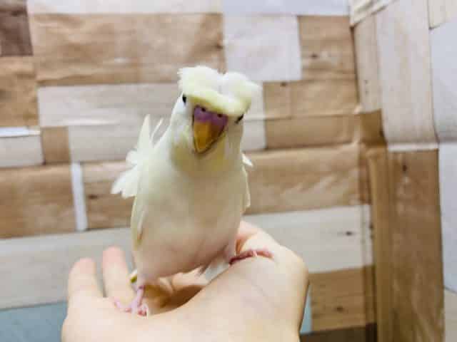 羽衣セキセイインコ