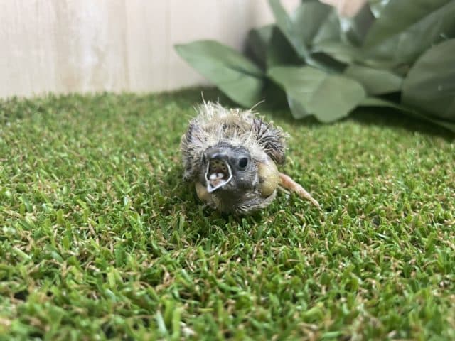 錦花鳥（キンカチョウ）