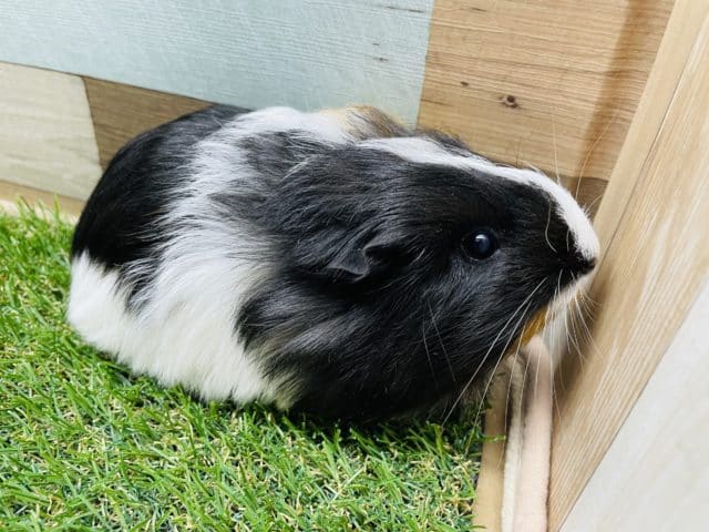 シェルティモルモット