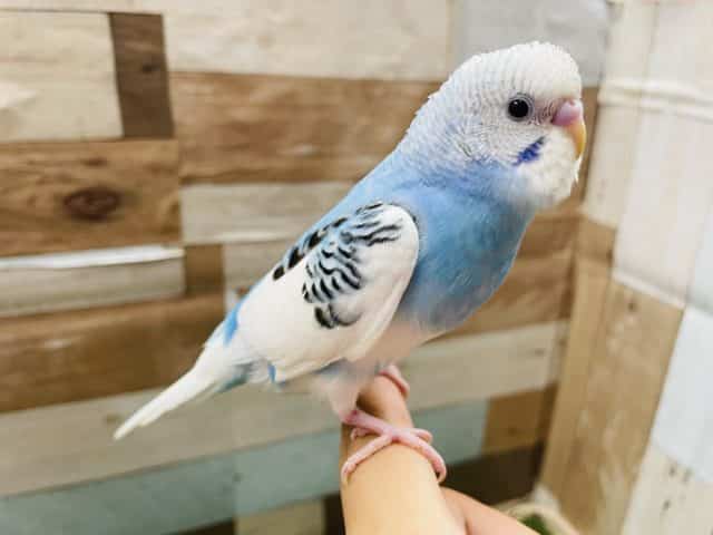 最新動画有り☆白が多めの可愛いヒナさんです!セキセイインコの「ルイちゃん」! セキセイインコ