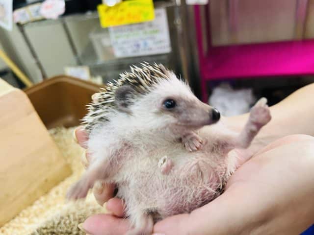 ハリネズミ（ヨツユビハリネズミ）