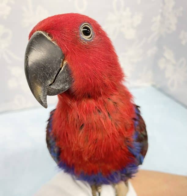 オオハナインコ